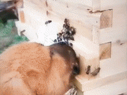 ​谁有不用的剃须刀能不能提供出来？